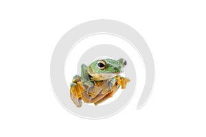 Black-webbed flying tree frog, Rhacophorus kio, on white background