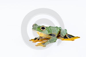 Black-webbed flying tree frog, Rhacophorus kio, on white background