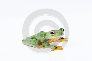 Black-webbed flying tree frog, Rhacophorus kio, on white background