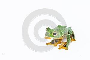 Black-webbed flying tree frog, Rhacophorus kio, on white background