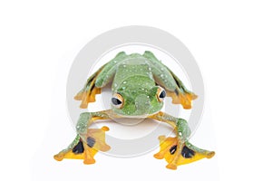 Black-webbed flying tree frog, Rhacophorus kio, on white background