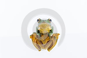 Black-webbed flying tree frog, Rhacophorus kio, on white background