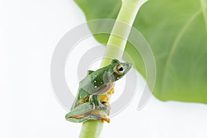 Black-webbed flying tree frog, Rhacophorus kio, on white background