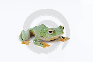 Black-webbed flying tree frog, Rhacophorus kio, on white background