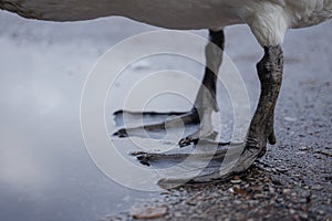 Black webbed swan paws