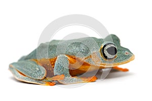 Black-webbed tree green flying frog isolated on white background