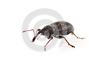 Black weevil isolated in white.