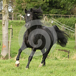 Black welsh cob running on pasturage