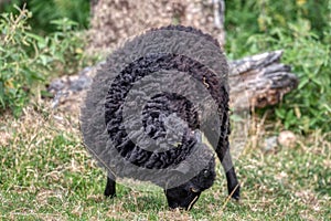 A black welsh mountain sheep ewe grazing in a field