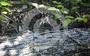 Black Western Rat Snake Crawling over a Tree Trunk