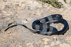 Black western whip snake, Hierophis viridiflavus, basking in the sun on a rocky cliff in Malta