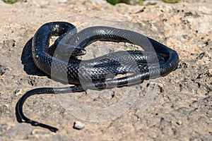 Black western whip snake, Hierophis viridiflavus, basking in the sun on a rocky cliff in Malta