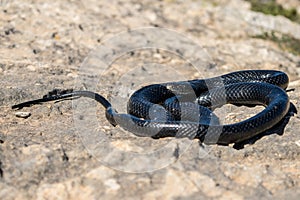 Black western whip snake, Hierophis viridiflavus, basking in the sun on a rocky cliff in Malta