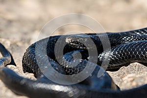 Black western whip snake, Hierophis viridiflavus, basking in the sun on a rocky cliff in Malta