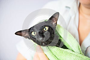 Black wet cat in towel after bath