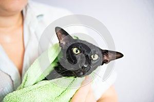 Black wet cat in towel after bath