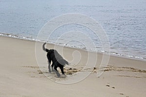 Black wet dirty dog â€‹â€‹digs around in the beach sand
