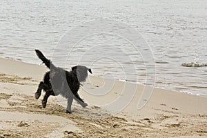 Black wet and dirty dog â€‹â€‹very playful by the beach