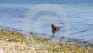 Black wet dog bathes in the sea