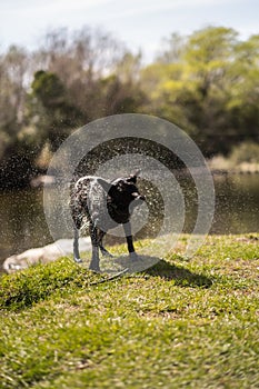 Black wet dog standing on grassland near lake