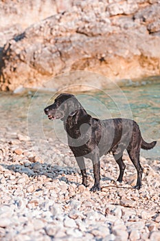 black wet labrador dog at rocky sea beach