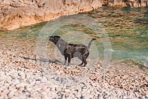 Black wet labrador dog at rocky sea beach