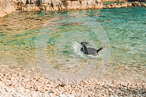 black wet labrador dog at rocky sea beach