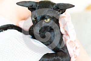 Black wet oriental cat after washing