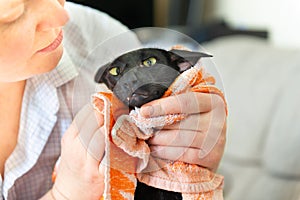 Black wet oriental cat after washing