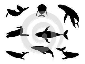 Black Whale Silhouette Isolated on White Background.