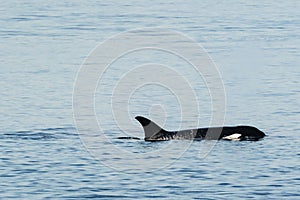 Black whale swimming in the water in the Salish sea