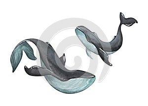 Black whales with turquoise color on a white background. Watercolor illustration. A set of isolated objects from the