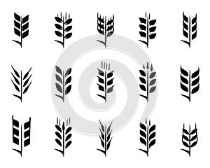 Black wheat ears icon collection. Ears of wheat bread silhouettes. Wheat grain symbol collection on a white background. Set of