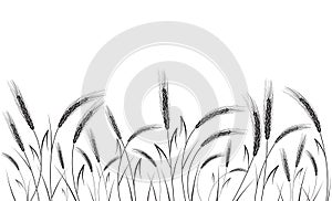 Black wheat isolated on white background