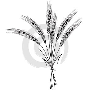 Black wheat isolated on white background