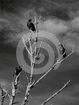 Black and whilte photo of three crows perched on a bare tree with blue sky background