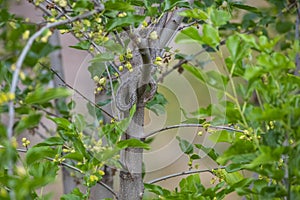 The black whip snake (Dolichophis jugularis)