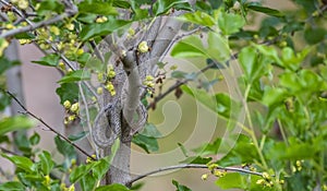 The black whip snake (Dolichophis jugularis)