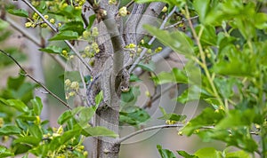 The black whip snake (Dolichophis jugularis)