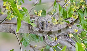 The black whip snake (Dolichophis jugularis)