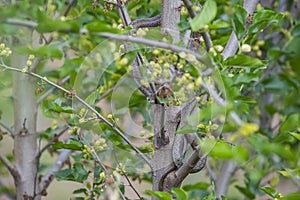 The black whip snake (Dolichophis jugularis)