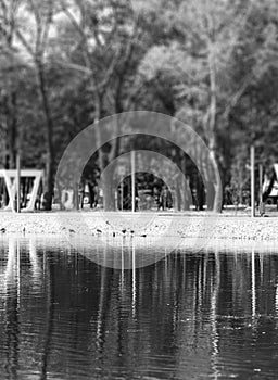 Black and whit park abstract pond reflection