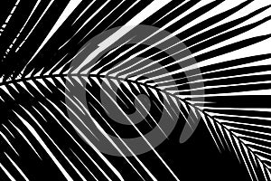 Black and white abstract background of palms leaf