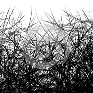 Black and White Abstract Background with shades Lines of plants branches