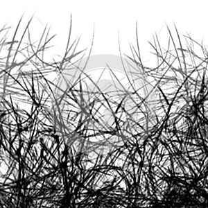 Black and White Abstract Background with shades Lines of plants branches