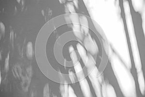 Black and White abstract background textuer of shadows leaf on a concrete wall