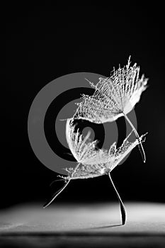 Black and white, abstract composition with water drops onl dandelion seeds