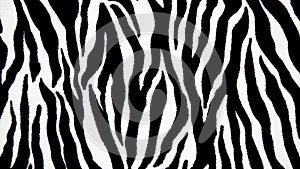 Black and white abstract striped texture of wild zebra skin, wild animals, best suited for trendy and exotic fashion, garments,