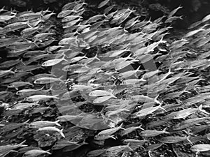 Black and White Abstract Tropical Fish Traffic