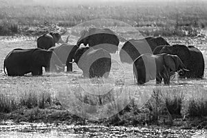 Black and white Africa. African Elephant in the green water grass, Chobe National Park, Botswana. Elephant in lake habitat. Wildli